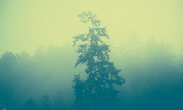 Effected Foggy Forest by Paul Jarvis
