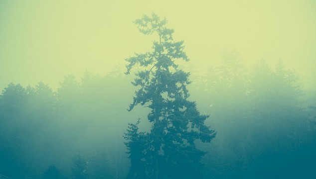 Effected Foggy Forest by Paul Jarvis